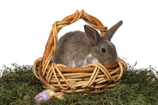 Cute Grey Rabbit in a Basket With Easter Eggs