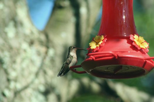 Female Ruby Throated Hummingbird  at a feeder