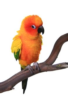 Puffy Sun Conure Parrot Bird on a Perch