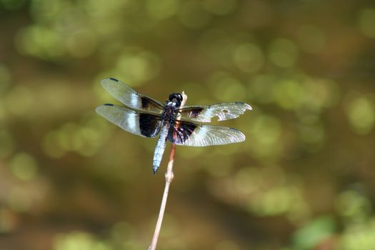 an image of a dragonfly