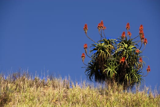 Red Aloe Vera plant on hill top on a sunny day in south africa amongst tall grass