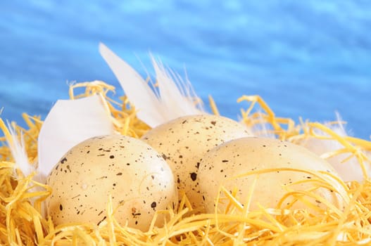 three eggs and white feathers in yellow staw