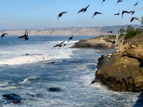 Birds on the coast