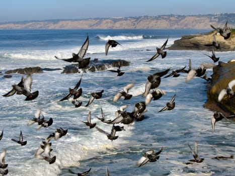 Birds on the coast