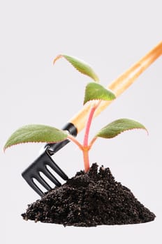 Care for seedlings