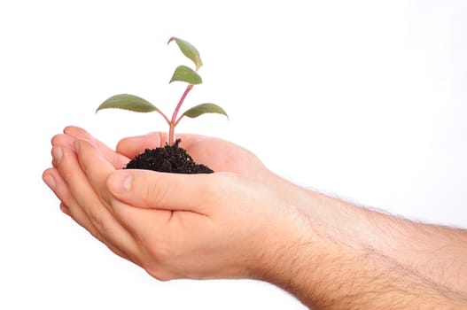 Hands holding a small plant