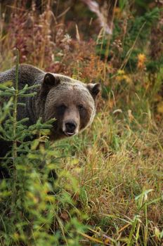 male Grizzly Bear looking past small tree