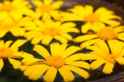 Close-up of beautiful floating yelliow daisies