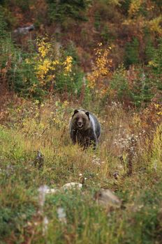 male Grizzly Bear walking through meadow