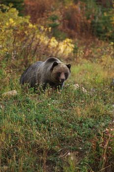 male Grizzly Bear in meadow