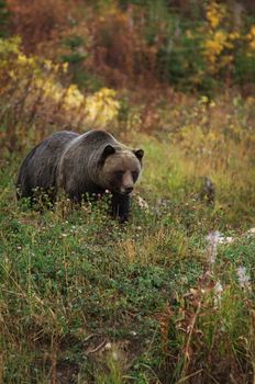 male Grizzly Bear in mountain meadow