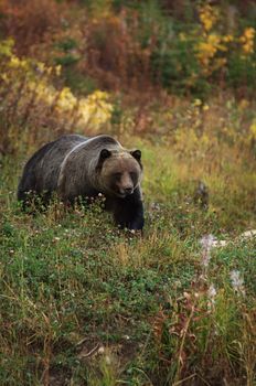 male Grizzly Bear walking through mountain meadow.