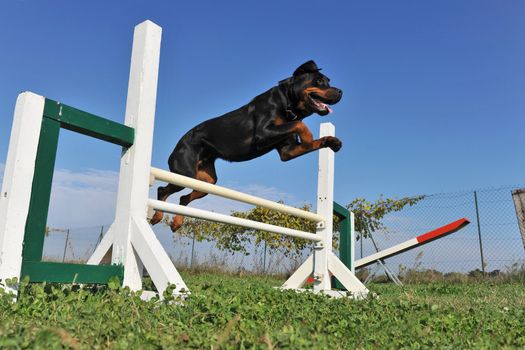 purebred rottweiler jumping in a training of agility