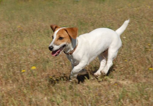 portrait of a running jack russel terrier