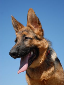 portrait of a puppy german shepherd