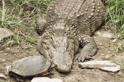 Turtle kisses Crocodile