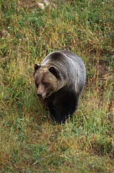 male Grizzly Bear walking through mountain meadow.