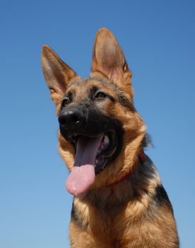 portrait of a puppy german shepherd