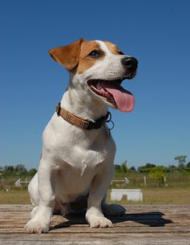 portrait of a jack russel terrier