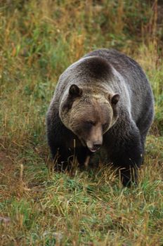 male Grizzly Bear walking through mountain meadow.