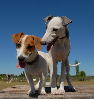 portrait of a jack russel terrier and whippet