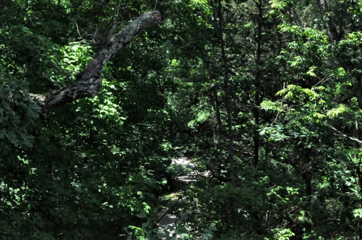 Trail in the woods