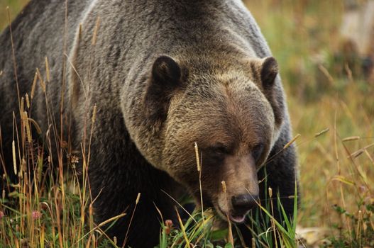 male Grizzly Bear walking through mountain meadow.