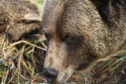 male Grizzly Bear walking through mountain meadow.