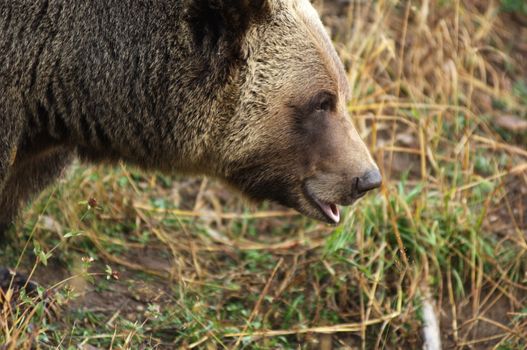 male Grizzly Bear walking through mountain meadow.