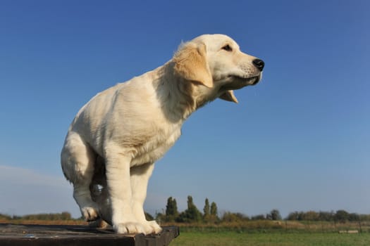 purebred puppy golden retriever on a table outdoors