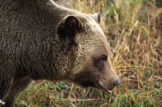 male Grizzly Bear walking through mountain meadow.