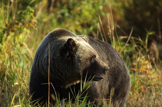 male Grizzly Bear walking through mountain meadow.