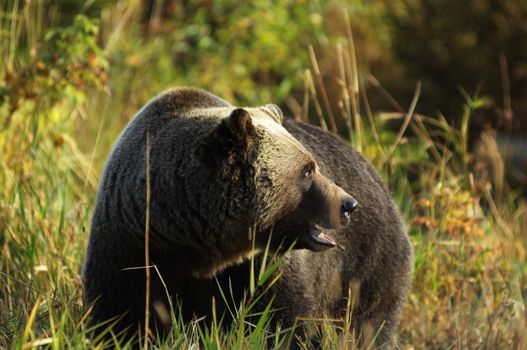 male Grizzly Bear walking through mountain meadow.