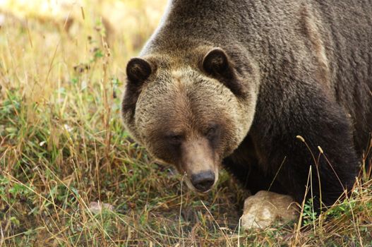 male Grizzly Bear walking through mountain meadow.