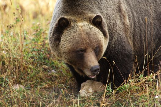 male Grizzly Bear walking through mountain meadow.