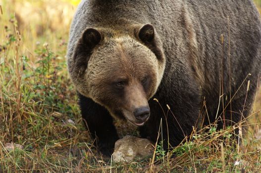 male Grizzly Bear walking through mountain meadow.