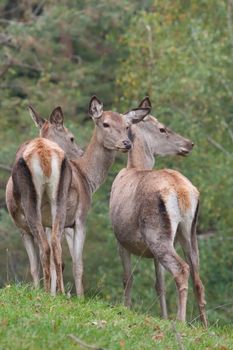 Group of red deer hinds 