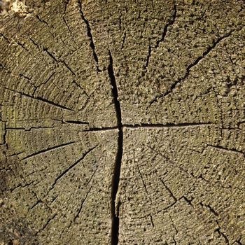 Detail of section of a tree trunk