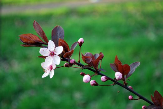 pink flowers on tree in the spring