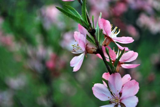 pink flowers on tree in the spring