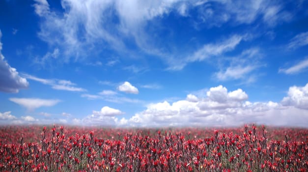 Beautiful Countryside in America of Flowers and Bright Blue Sky