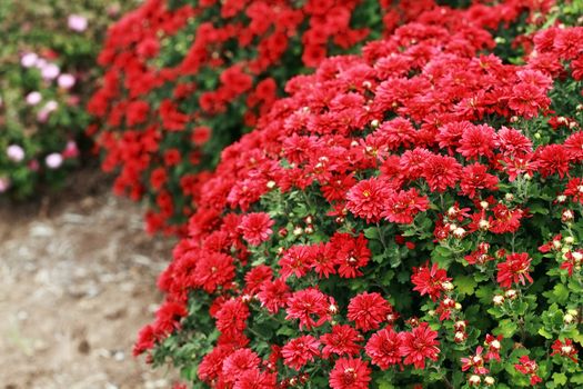 Beautiful dark red Chrysanthemum flowers growing in an autumn garden. Selective focus on flowers in lower corner with extreme shallow DOF.