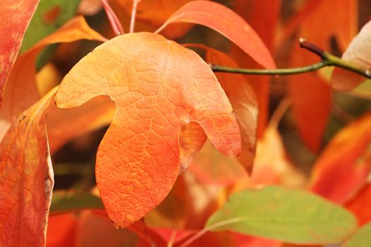 Glove shaped leaf of a Sassafras tree in Autumn. Selective focus with extreme shallow DOF.