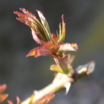 Detail of a tree flower bud in spring