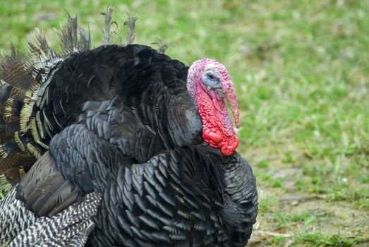 A Broad Breasted Bronze free range turkey in a grass enclosure