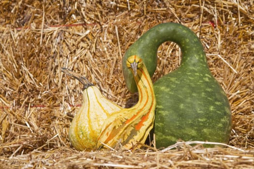 Yellow and green gourds on hay bale create an outdoor, autumn still life; 