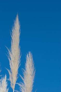 Flowering pampas grass against blue sky background