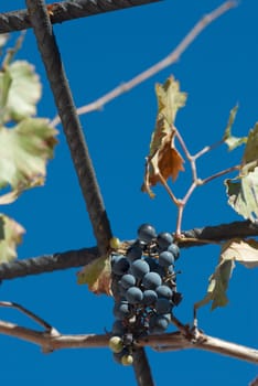 Ripe vine tendril hanging from a porch against blue sky