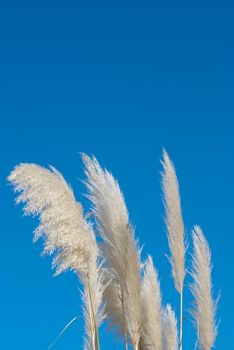 Flowering pampas grass against blue sky background