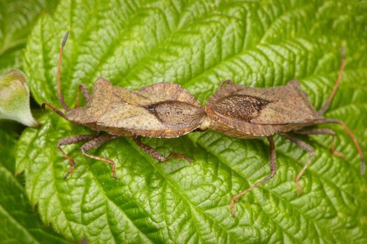 Two bugs copulating on the raspberry leaf